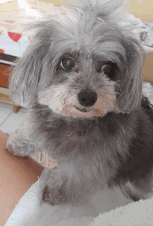 a small gray dog is looking at the camera