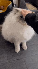 Cute Cat GIF - Cute Cat Scrub GIFs