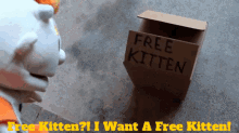 sml junior free kitten i want a free kitten kitten