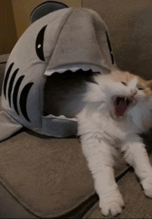 a cat is laying on a couch next to a shark bed .