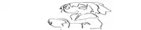 a black and white drawing of a dog with a beard