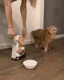 Cat Hungry GIF - Cat Hungry Come And Eat GIFs