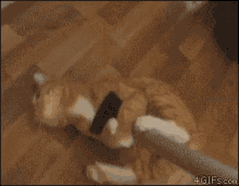 Never Let Go GIF - Mop Cat Attached GIFs