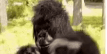 Monkey Ape GIF - Monkey Ape Punching GIFs