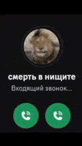 a phone screen with a picture of a lion in the center