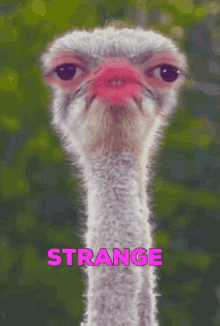 Strange Crazy GIF - Strange Crazy Ostrich GIFs