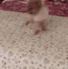 a cat is walking on a floral blanket on a bed .