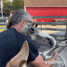Hugging A Donkey Viralhog GIF - Hugging A Donkey Viralhog I Love My Donkey GIFs