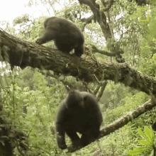 Yeet Mountain Gorillas Survival Dian Fosseys Legacy Lives On GIF