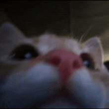 Cat Chomp GIF - Cat Chomp GIFs