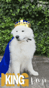 a white dog wearing a crown and a blue cape with the words king benji on the bottom