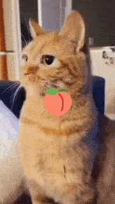 a cat with a peach sticker on its chest