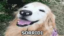 Sorridi Sorridere Cane Allegro GIF - Smile Smiling Dog GIFs