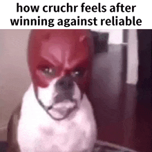 a dog wearing a red mask with the words `` how cruchr feels after winning against reliable ''