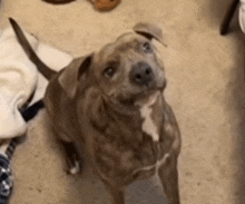 a dog is sitting on the floor and looking up .