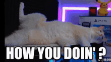 How You Doin How You Doing GIF - How You Doin How You Doing Siamese Cat GIFs