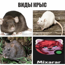 a picture of a rat with the word mixarar on the bottom right