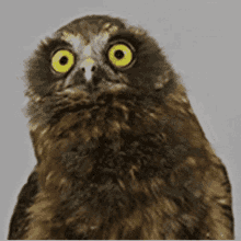 Owl Bob Owl GIF - Owl Bob Owl Owl Dance GIFs