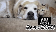 a dog and a kitten laying next to a sign that says black lives matter hop over haters