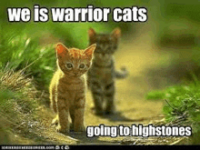 Warrior Cats GIF - Warrior Cats GIFs