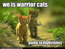 WarriorCats warrior cats Memes & GIFs - Imgflip