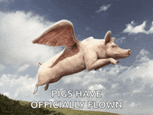 a pig with wings is flying through the air with the words pigs have officially flown