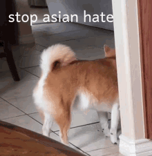 cooper stopasianhate dog doge funny