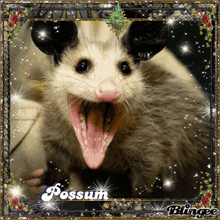 Possum Picture GIF - Possum Picture Sparkling GIFs