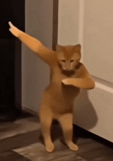 a cat is standing on its hind legs with its arms outstretched