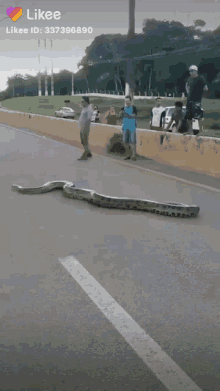 road snake