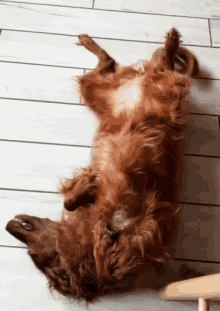 Dog Wag Tail GIF - Dog Wag Tail Relaxed GIFs