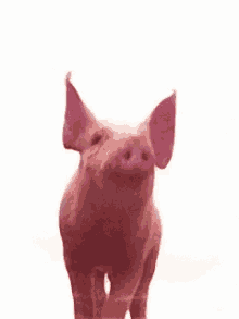 Piggie GIF - Piggie GIFs