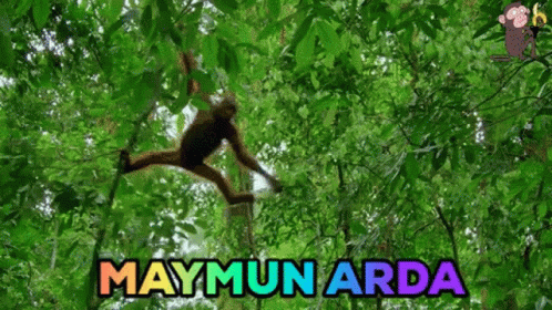 Maymun Monkey GIF - Maymun Monkey Maymun Arda GIFs