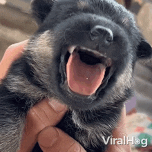 Spit It Out Dog GIF