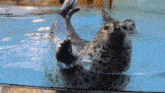 a seal laying on its back in a pool of water .