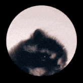 Racoon Raccoon GIF - Racoon Raccoon Raccoon In A Circle GIFs