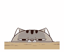 cat hide