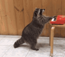raccoon playing piano focused amazing engrossed funny