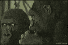 Gorilla Picks Nose GIF - Gorilla Picks Nose Picking GIFs