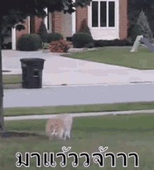 แมววิ่ง วิ่งหน้าตั้ง แมวอ้วน GIF - Running Cat Cat Running GIFs