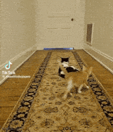 Orange Cat Cat Attack GIF - Orange Cat Cat Attack Cats GIFs