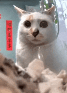 a close up of a white cat looking at the camera with chinese writing behind it