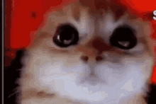 Cat Angry Cat GIF - Cat Angry Cat Cat Insane GIFs
