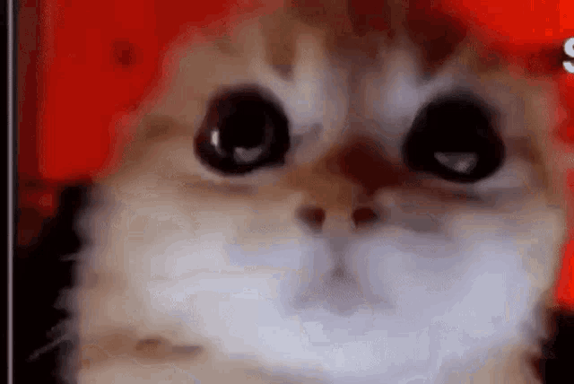 Grumpy Cat GIF Anger Gfycat, Cat, mammal, cat Like Mammal png