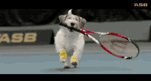 Tennisdog GIF - Tennisdog GIFs