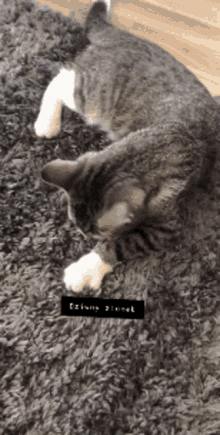 Cat Catburek GIF - Cat Catburek Burek GIFs