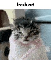 Kitten Fresh GIF