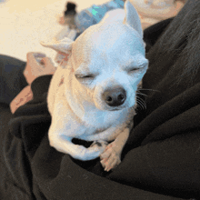 Dog Chihuahua GIF - Dog Chihuahua Disbelief GIFs