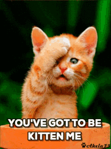 Good Morning Youve Got To Be Kitten Me GIF - Good Morning Youve Got To Be Kitten Me Blink GIFs