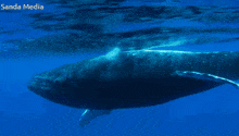 a whale is swimming in the ocean with sanda media in the background